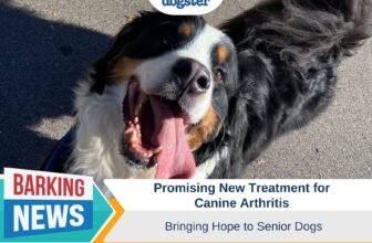 Promising New Treatment for Canine Arthritis Bring...