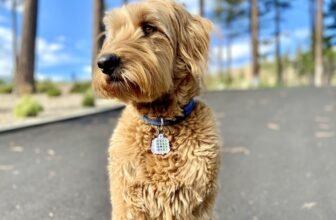 How NATPAT Helps Repel Fleas & Protect Your H...