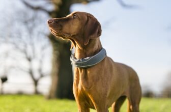 Why Lost Pet Recovery Needs a Tech Upgrade – Dog...