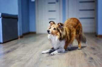 Can Dogs Have ADHD? Vet-Reviewed Signs & How ...