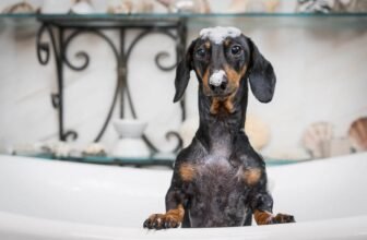 8 Best Flea Shampoos for Dogs in 2025