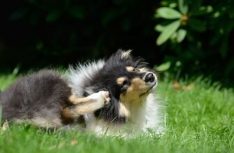 Do Dogs Normally Pick Up Fleas on Walks? Vet-Appro...
