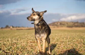 9 Best Wireless Dog Fences in 2025 – Reviews  ...