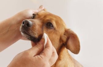 Vet-Approved Tips & Tricks – Dogster