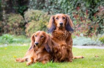 When It Is & How to Celebrate – Dogster