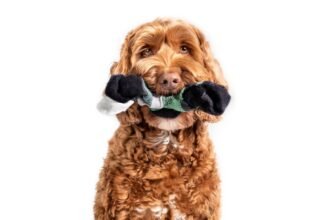 Why Vets Say a Swallowed Sock Is a Real Emergency ...