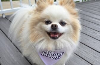 The Rescue Dog Who Learned to Run Again – Dogste...