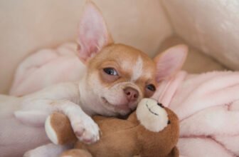The Surprising History of Chihuahuas – Dogster