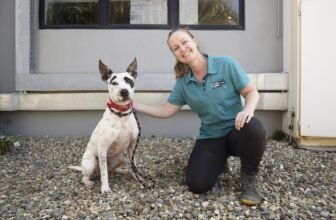 North Queensland Cats and Dogs Shelter Takes a Pra...