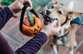 Spooky & Silly Fun for Dogs and Cats – P.L....