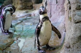Meet Timmy – New Penguin Makes His Debut at ...