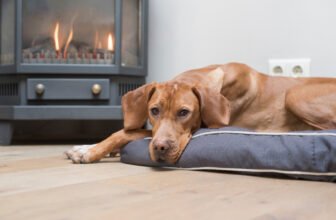 Is Your Dog’s Nighttime Waking Normal? What ...