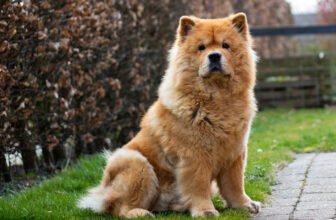 10 Dog Breeds That Cost More Than a Car
