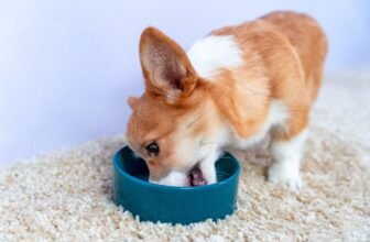 “BPA-Free” Dog Bowls Aren’t Actu...
