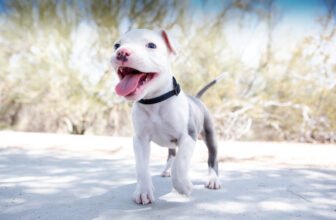 The Hidden Risks of Letting Puppies Meet Other Dog...