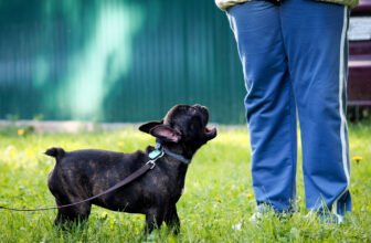 Gentle Training Methods to Curb Excessive Barking ...