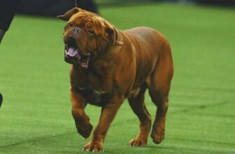 The Westminster Dog Show Turns 150. Here’s W...