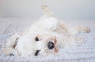 When Gurgling Means Trouble – Dogster