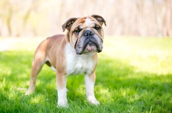 We Bred English Bulldogs So Extreme They Can’t M...