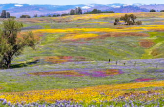 A California superbloom may happen this year