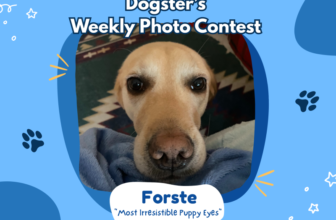 The Most Irresistible Puppy Eyes (February 12, 202...