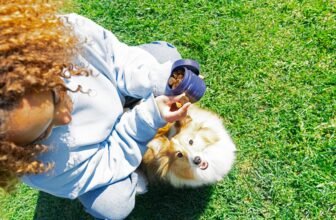 What They Do & How to Choose – Dogster