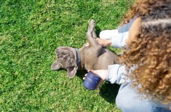 What PetLabCo.’s New Joint Care Chew Advanced Of...