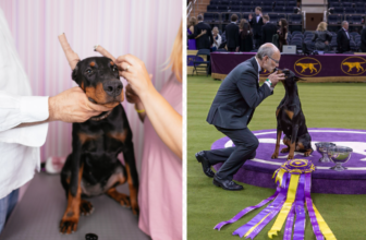 The Real Price of Success – Dogster