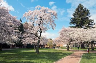 The 11 best places to see cherry blossoms in the U...