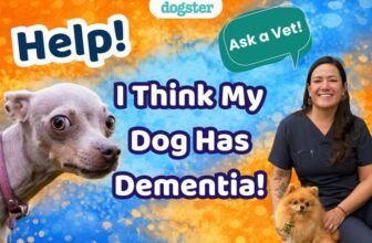 Ask Dr. Paola- Help! I Think My Dog Has Dementia! ...