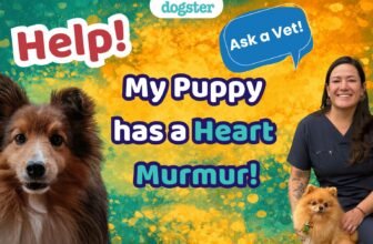 Ask Dr. Paola- Help! My Puppy Has a Heart Murmur! ...