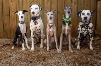 How to Encourage Calm Greetings W – P.L.A.Y.