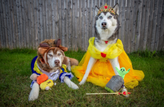 Pet Halloween Costume Ideas 2025