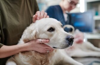 FDA Approves First Oral Treatment for Canine Lymph...