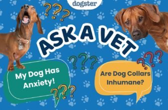 Ask Dr. Paola- I Need Help With My Dogs Anxiety! (...