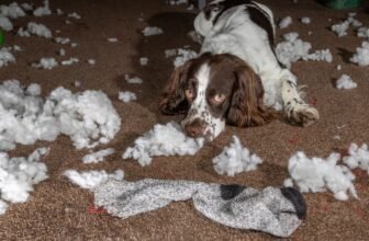 Ways to Stop Dog Boredom Before It Destroys Your H...