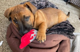 Must-Have Products for New Puppy Parents – P.L.A...