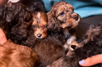 Marigold Shocks Her Owner By Delivering 17 Irish D...