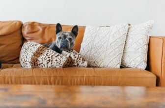 Best Dog Breeds for Small Apartments – Play Pet ...