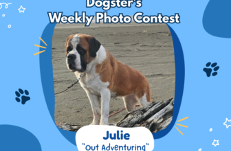 Out Adventuring (March 12, 2026) – Dogster