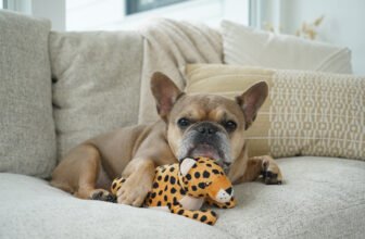 How to Become a Pet Influencer: Join P.L.A.Y.’s ...