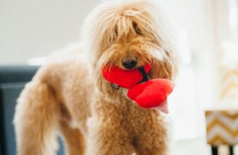 Celebrate Valentine’s Day with Your Beloved Pet!...