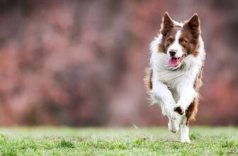 What Dog Fence Should I Be Considering? A Complete...