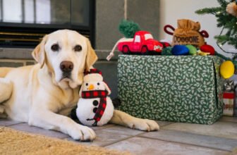 Your Ultimate Pet Gift Guide fo – Play Pet Brand...