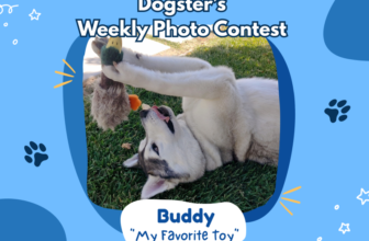 My Favorite Toy (March 19, 2026) – Dogster