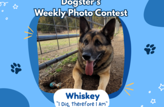 I Dig, Therefore I Am (March 5, 2026) – Dogster