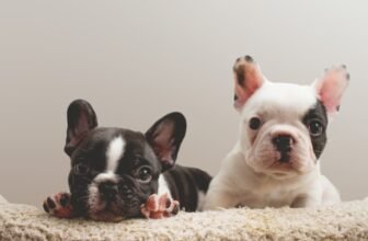 The Cleaning Mistakes That Ruin Wool Rugs (And Wha...