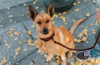 A Guide to Mindful Dog Walking – Play Pet Brands
